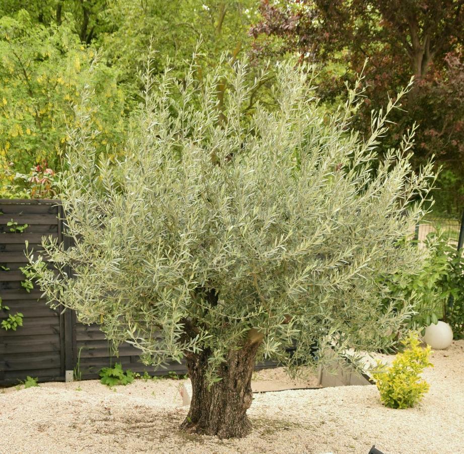 Olive Apartman Alsóörs Eksteriør bilde